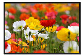 Gerahmter Kunstdruck Bunte Mohnblumen in den Government Gardens Neuseeland)