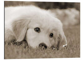 Aluminiumtavla Golden Retriever cute puppy, monochrom