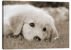 Canvastavla  Golden Retriever cute puppy, monochrom - Katho Menden