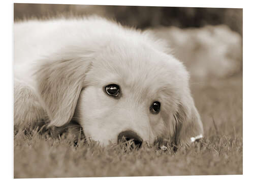 Foam board print Golden Retriever cute puppy, monochrom