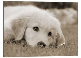 Galleriprint Golden Retriever cute puppy, monochrom