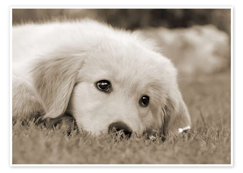 Poster Golden Retriever cute puppy, monochrom