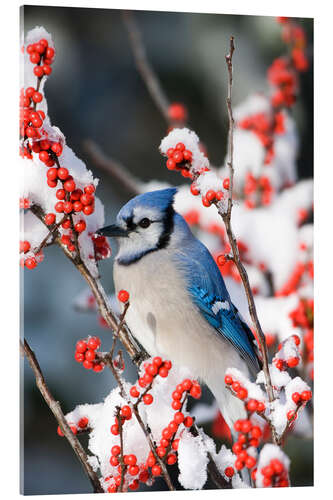 Acrylglasbild Blauhäher auf einer Winterbeere