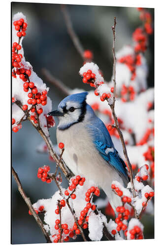 Print på aluminium Blue jay on a winter berry