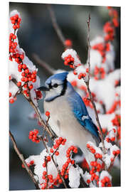 Foam board print Blue jay on a winter berry