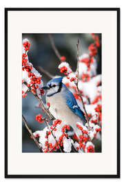 Gerahmter Kunstdruck Blauhäher auf einer Winterbeere