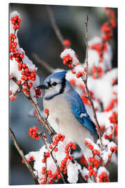 Gallery print Blue jay on a winter berry