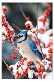 Sisustustarra Blue jay on a winter berry