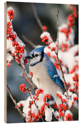 Tableau en bois Geai bleu sur une baie d'hiver