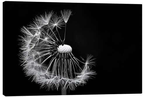 Canvas print Dandelion