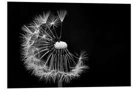 Foam board print Dandelion