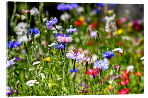 Acrylglasbild Bunte Blumenwiese