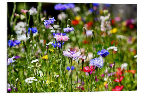 Print på aluminium Colourful Flower Meadow