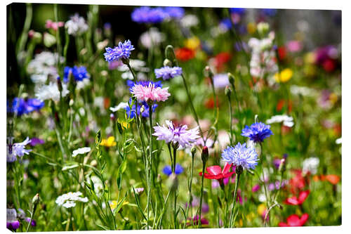 Lienzo Colorido prado de flores