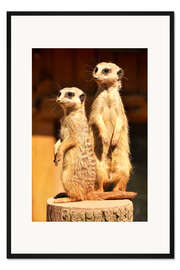 Gerahmter Kunstdruck Erdmännchen