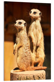 Gallery print meerkat