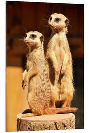 Magnettafel Erdmännchen