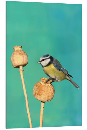 Aluminium print Blue Tit on poppy