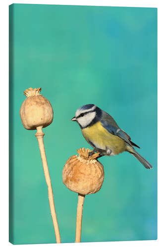 Canvas print Blue Tit on poppy