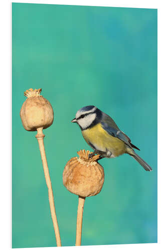 Foam board print Blue Tit on poppy