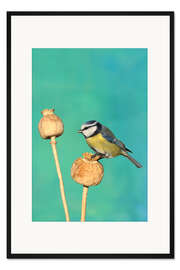 Gerahmter Kunstdruck Blaumeise auf Mohn