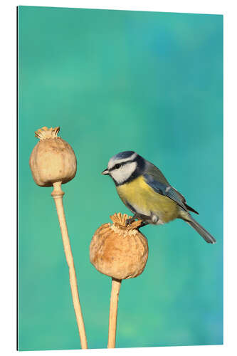 Galleritryck Blue Tit on poppy