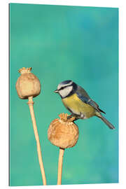 Galleriataulu Blue Tit on poppy