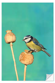 Vinilo para la pared Blue Tit on poppy