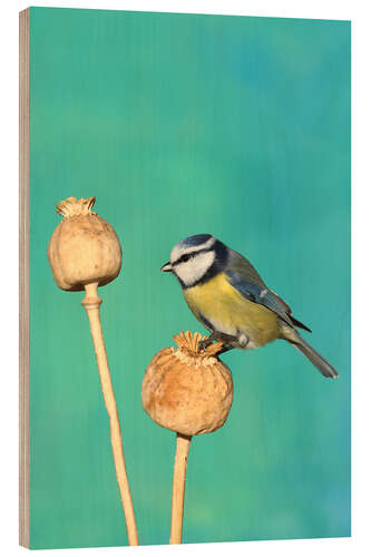 Wood print Blue Tit on poppy