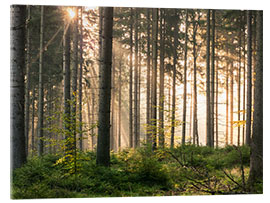 Akryylilasitaulu Sunlight in fall forest