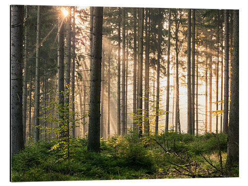 Alubild Sonnenlicht im herbstlichen Wald