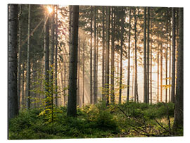 Alubild Sonnenlicht im herbstlichen Wald