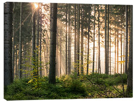 Canvas print Sunlight in fall forest