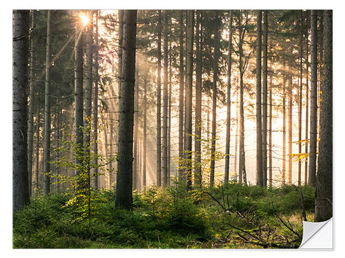 Wandsticker Sonnenlicht im herbstlichen Wald