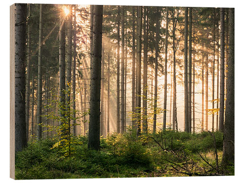 Obraz na drewnie Sunlight in fall forest