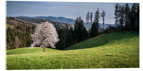 Akrylbilde Blooming Apple Tree in Black Forest