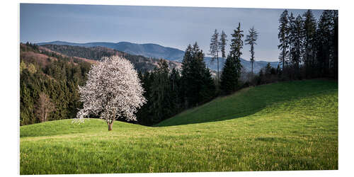 Foam board print Blooming Apple Tree in Black Forest