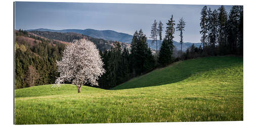 Gallery print Blooming Apple Tree in Black Forest