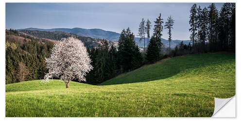 Wall sticker Blooming Apple Tree in Black Forest