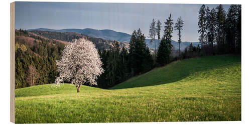 Stampa su legno Blooming Apple Tree in Black Forest