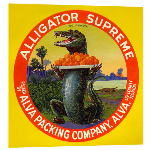 Acrylic print Alligator Supreme
