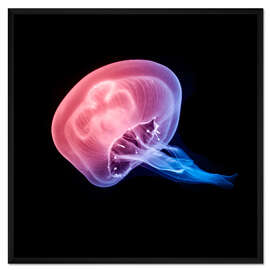 Gerahmter Kunstdruck Leuchtqualle