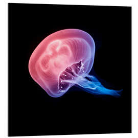 Magnettafel Leuchtqualle