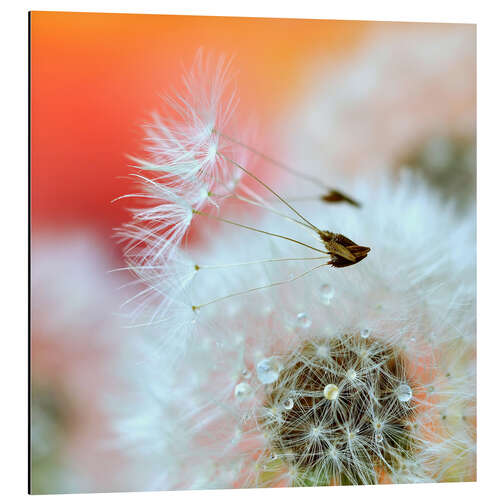 Aluminiumtavla Dandelion poetry