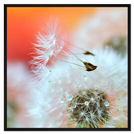 Gerahmter Kunstdruck Pusteblumenpoesie