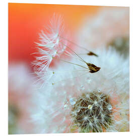 Foam board print Dandelion poetry