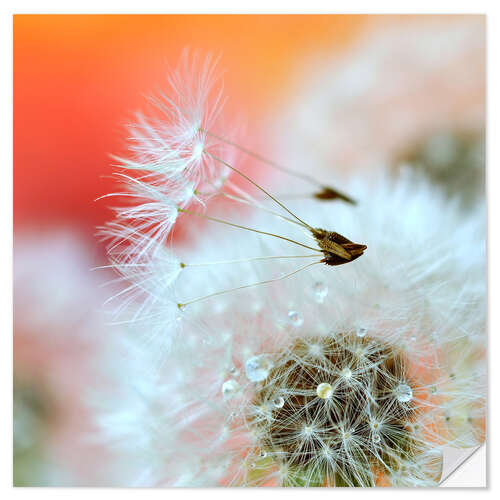 Selvklebende plakat Dandelion poetry