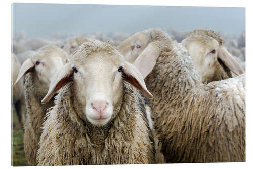 Acrylic print Flock of sheep