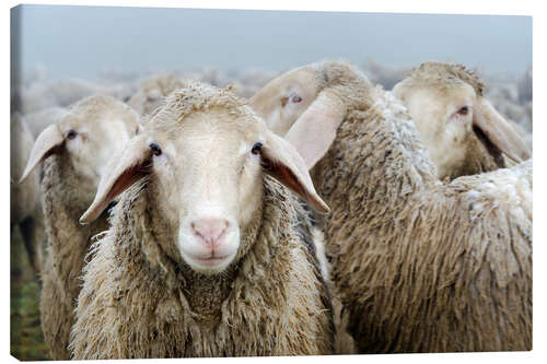 Canvas print Flock of sheep