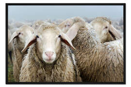 Gerahmter Kunstdruck Schafherde